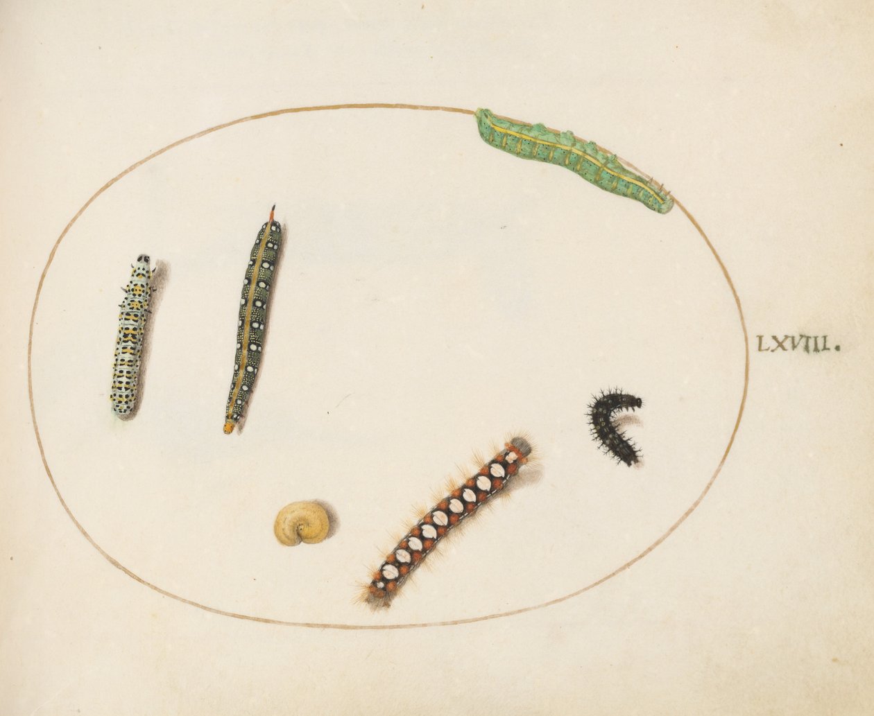 68. tábla: Leafy Spurge Hawkmoth Caterpillar, Manus Moth Caterpillar és egyéb hernyók alkotó: Joris Hoefnagel
