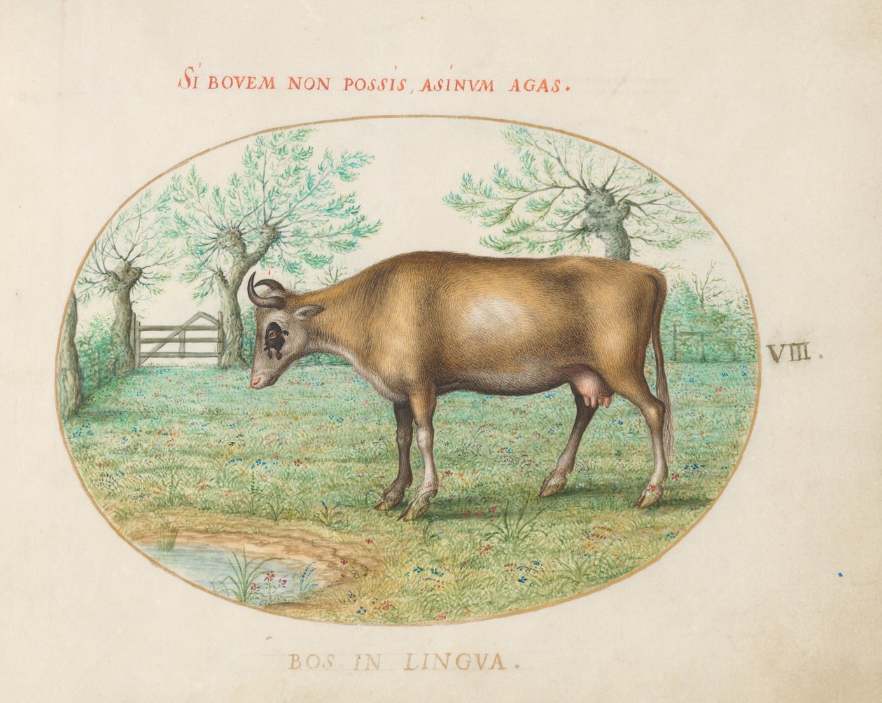8. tábla: Egy tehén alkotó: Joris Hoefnagel