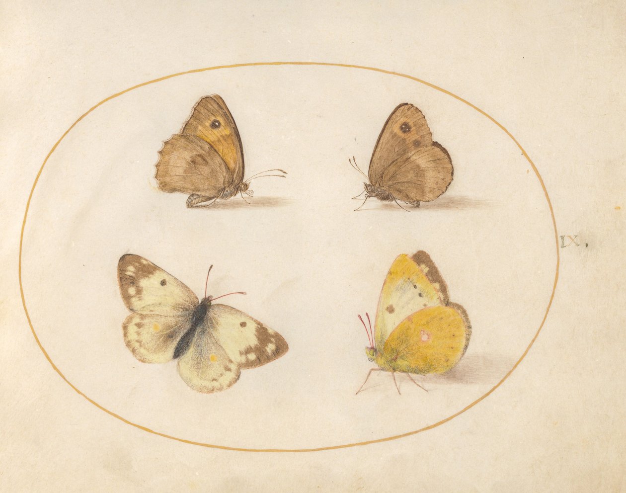 9. tábla: Meadow Brown, Gatekeeper, Clouded Yellow és Bath White pillangók alkotó: Joris Hoefnagel