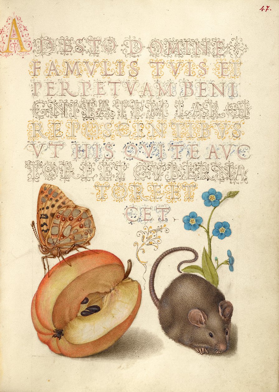 Spanyol Királynő Fritillary, Alma, Egér, és kúszó Forget-Me-Not alkotó: Joris Hoefnagel