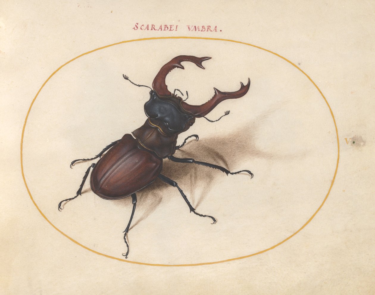 Szkarabeusz bogár, 1575-80 körül alkotó: Joris Hoefnagel