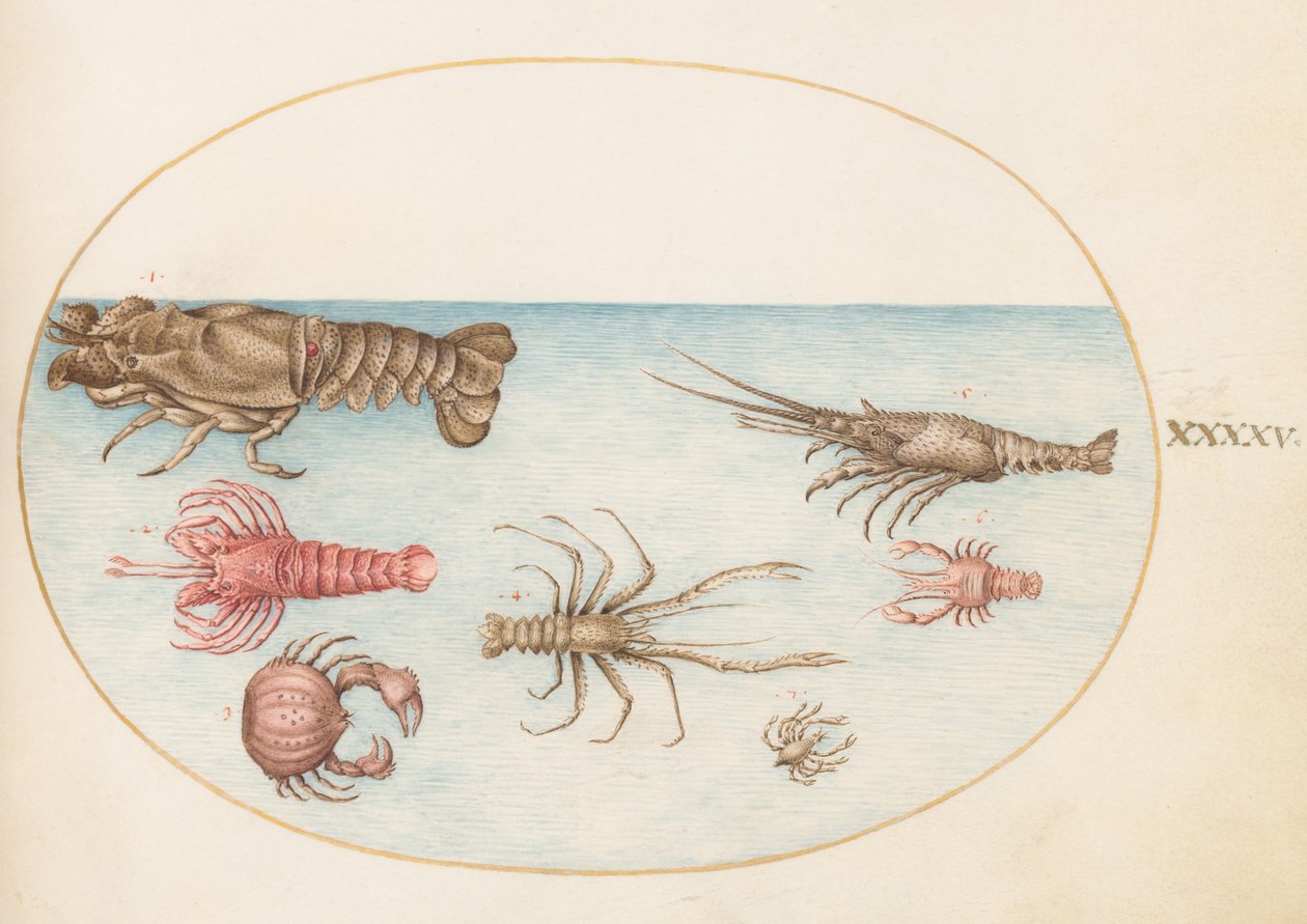 Kagylók, 1575-80 körül alkotó: Joris Hoefnagel
