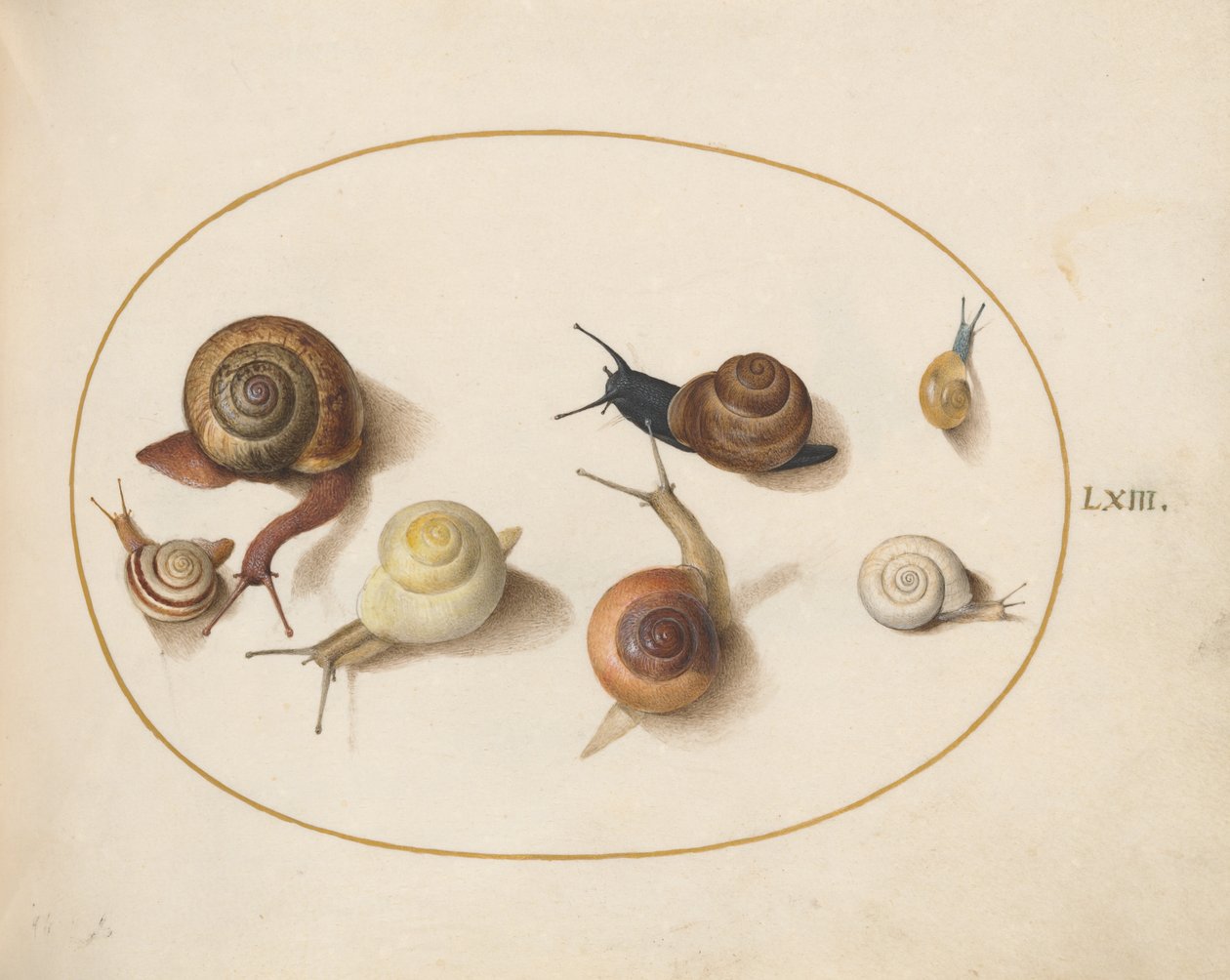 Csiga, 1575-80 körül alkotó: Joris Hoefnagel