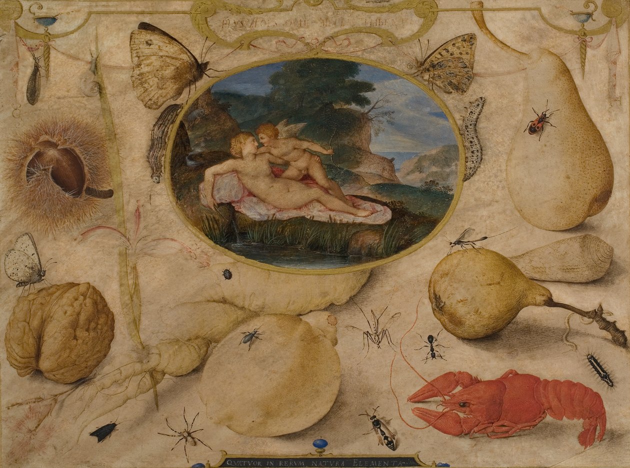 Amort lefegyverző Vénusz egy medálban, növényekkel, gyümölcsökkel, rovarokkal és kagylókkal körülvéve, c. 1595 (wc és testszín) alkotó: Joris Hoefnagel