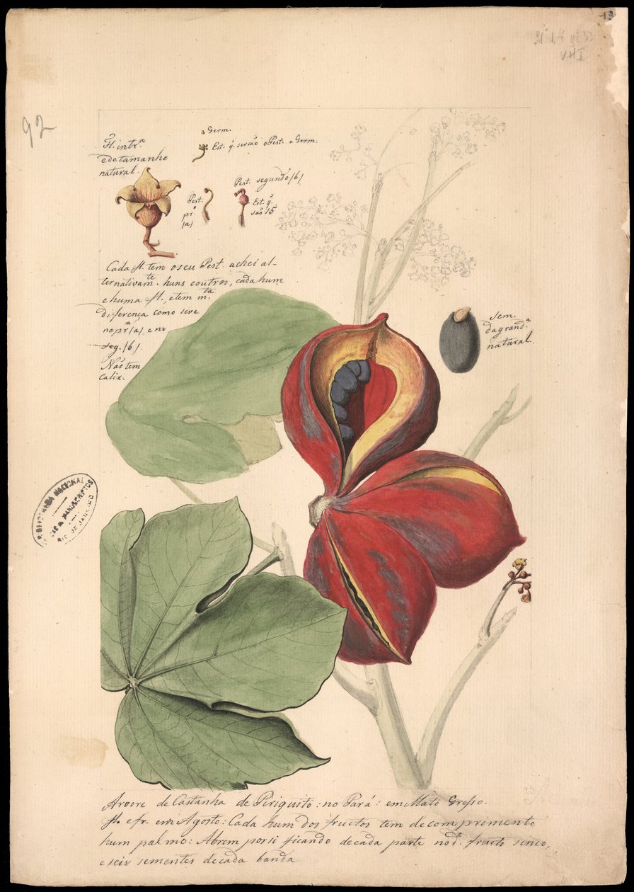 Theobroma bicolor, 1785. alkotó: José Joaquim Freire