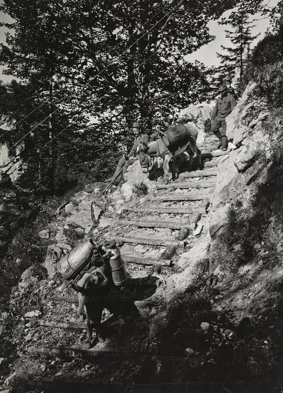 Album "Az én világháborúm – emlékek a délnyugati frontról Karintiában, Olaszországban, Trentino-Alto Adige" 1915.03.31.-1918.12.11. - Josef Zohles Wien ": Hadsereg öszvérei egy meredek deszkán alkotó: Josef Zohles