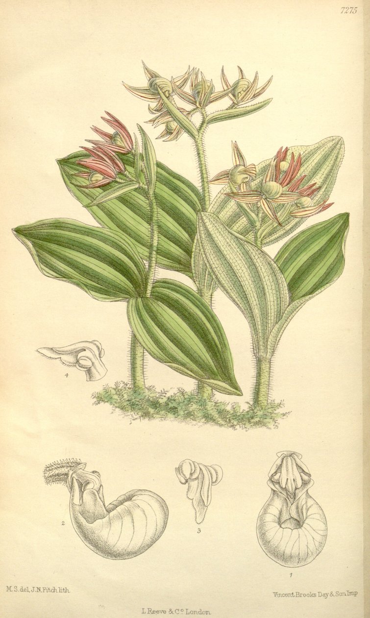 Cypripedium fasciculatum alkotó: Joseph Dalton Hooker