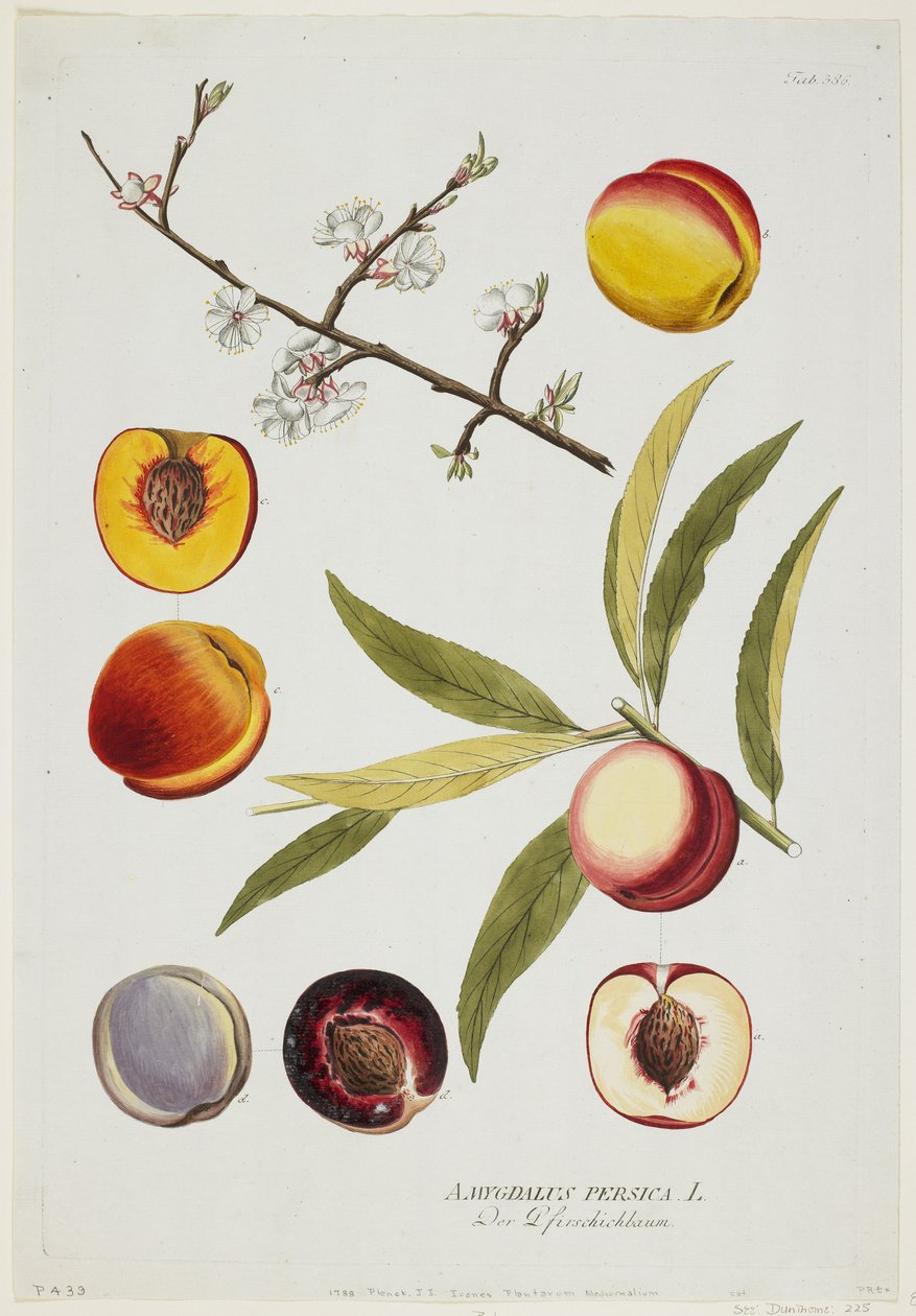 Amygdalus persica, az Icones Plantarum Medicinaliumból, 1788 (kézzel színezett gravírozás és gouache) alkotó: Joseph Jacob Plenck
