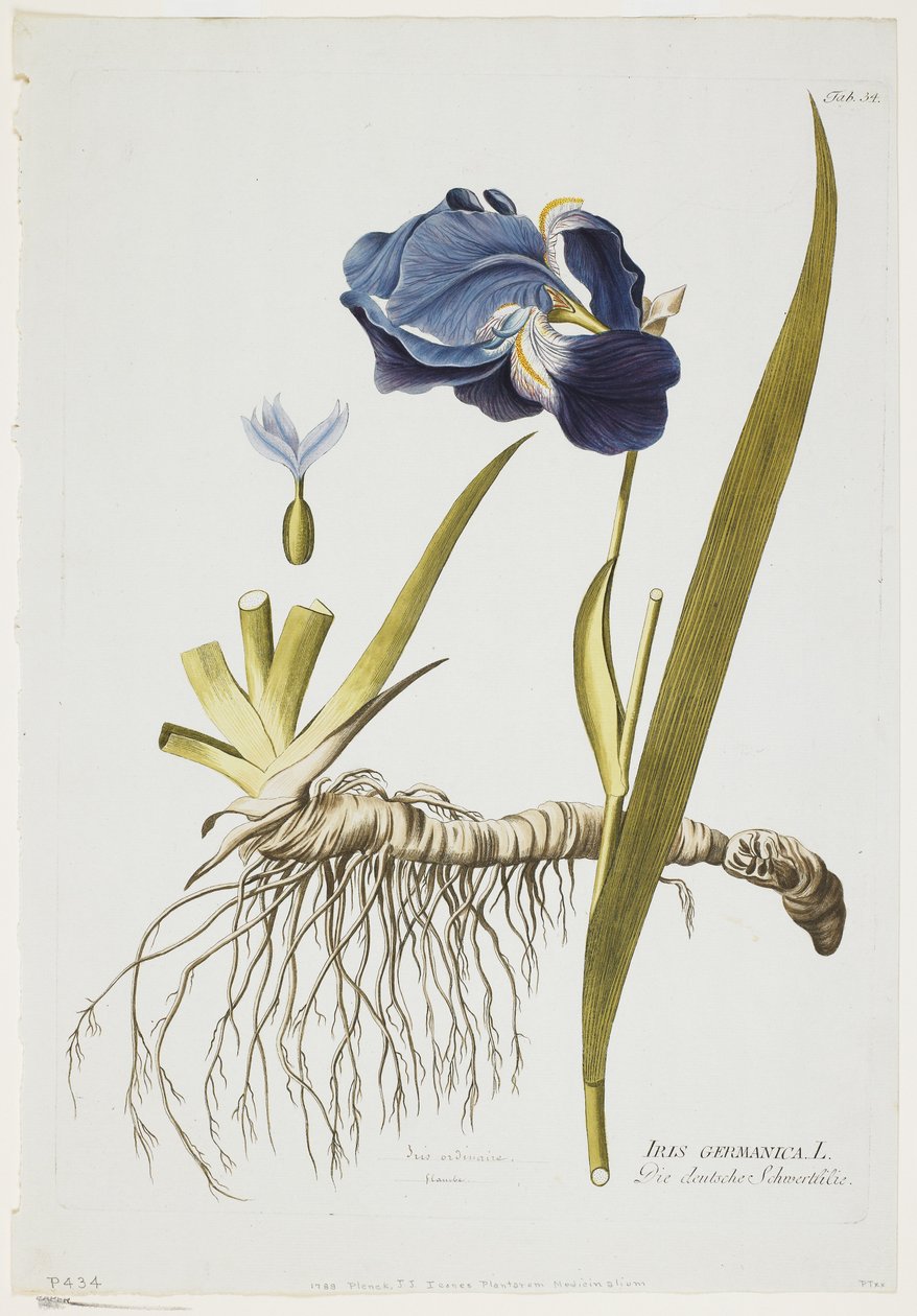 Iris Germanica, az Icones Plantarum Medicinaliumból, 1788-1812 (kézzel színezett metszet) alkotó: Joseph Jacob Plenck