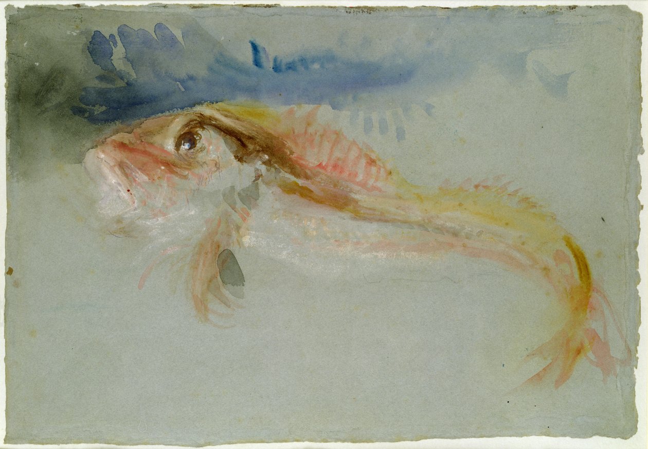 Egy Gurnard alkotó: Joseph Mallord William Turner