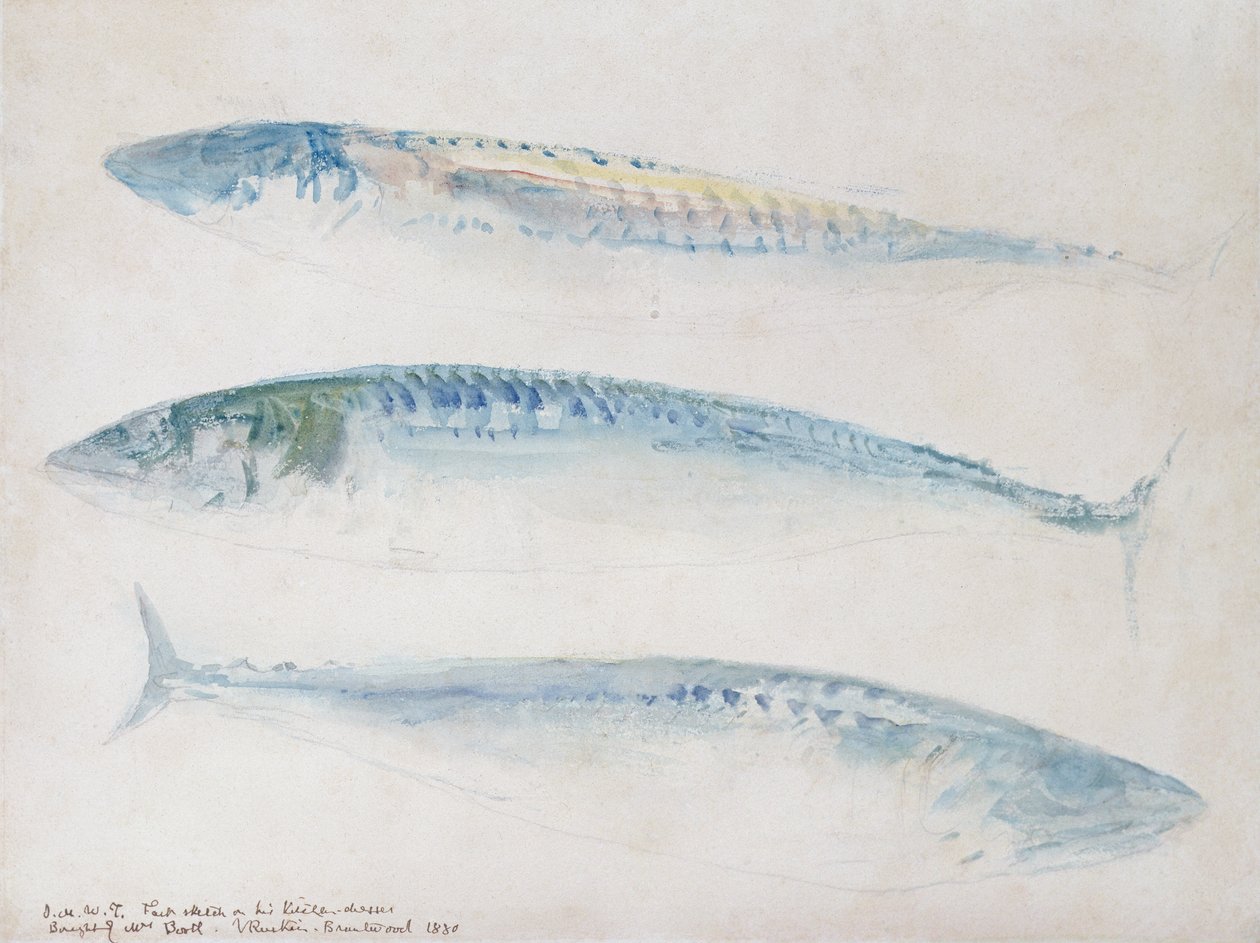 Vázlat három makréláról (wc és ceruza papíron) alkotó: Joseph Mallord William Turner