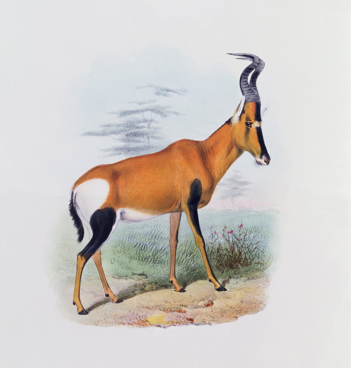 Antilop, az Antilopok könyvéből, alkotó: Joseph Smit