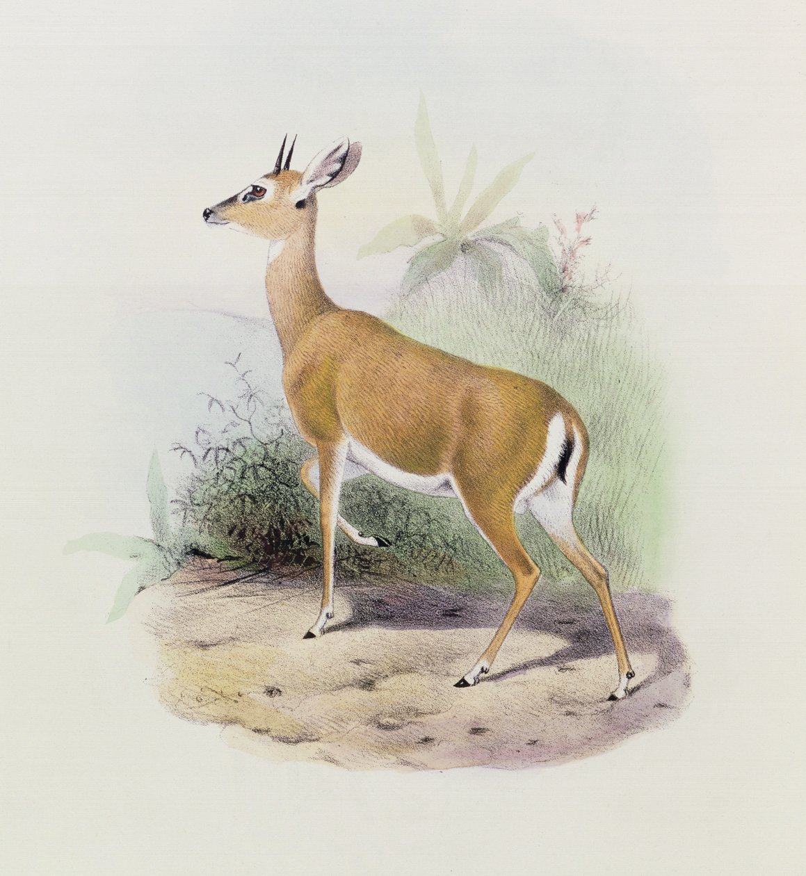 Antilop, az "Antilopok könyvéből", alkotó: Joseph Smit
