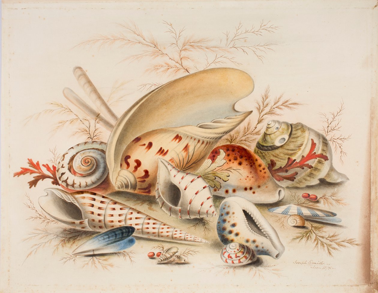 Study of Sea Shells, 1876 (wc papíron) alkotó: Joseph Smith