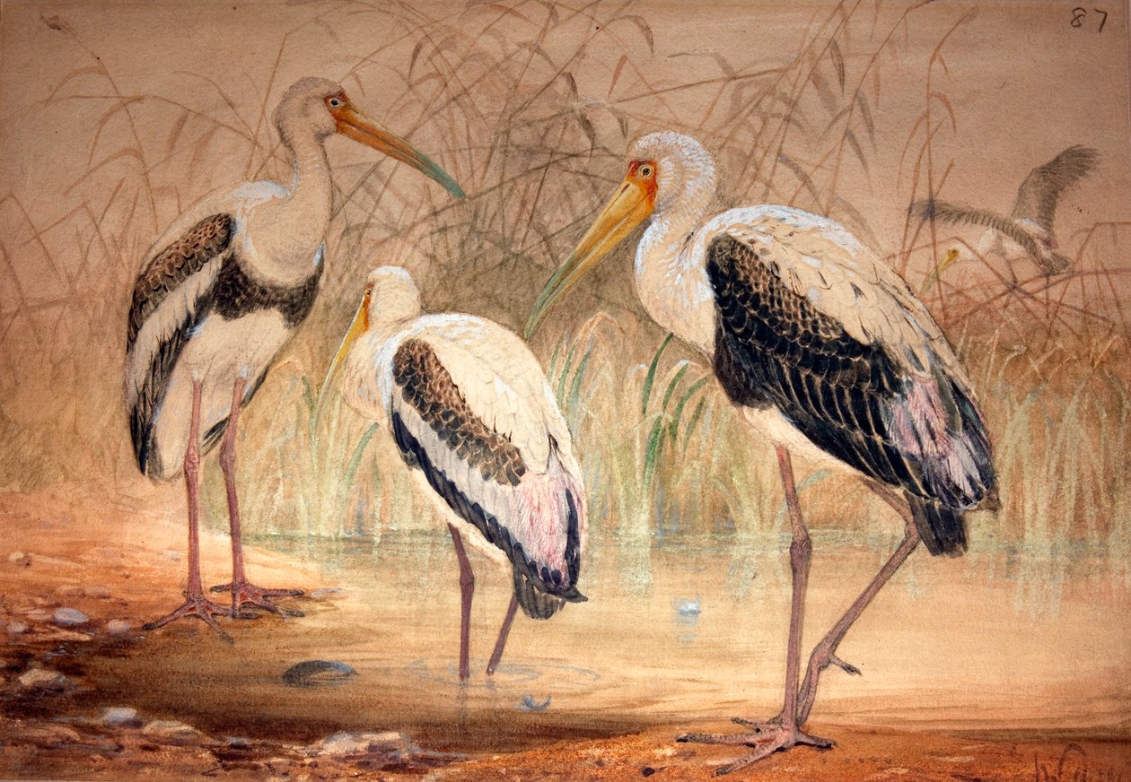 Afrikai tantalus (Pseudotantalus ibis), 1856-67 (wc és ceruza papíron) alkotó: Joseph Wolf