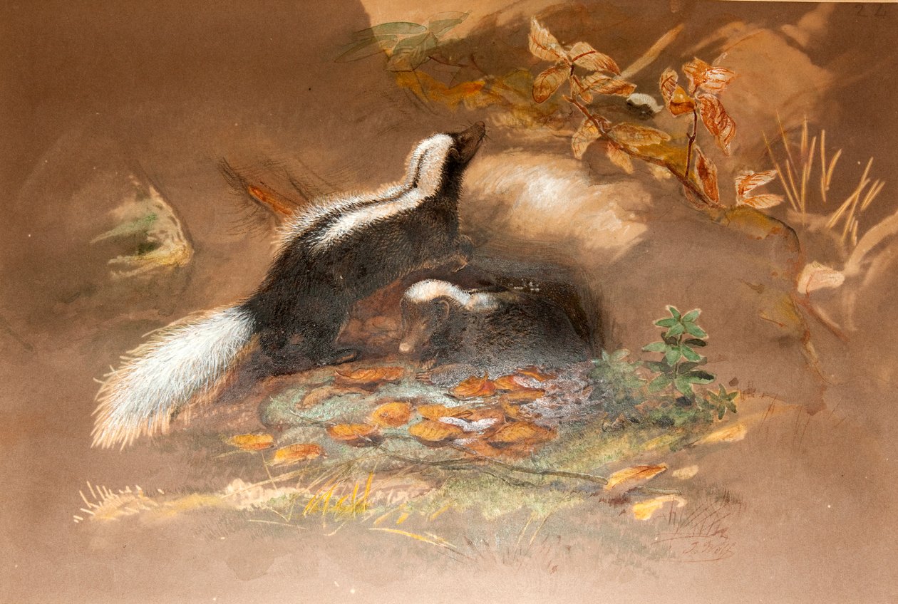 Amerikai Skunk alkotó: Joseph Wolf