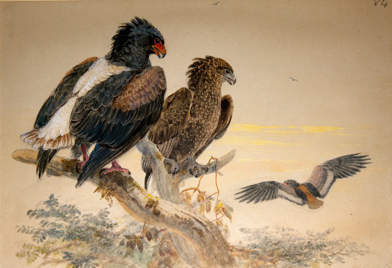 Bataleur Sas (Helotarsus ecaudatus), 1856-67 (wc és ceruza, papír) alkotó: Joseph Wolf