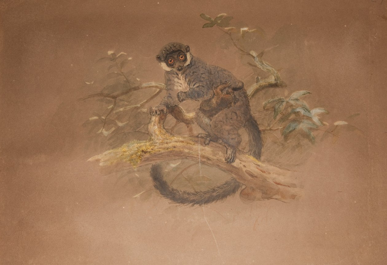 Feketelábú maki (Lemur nigifrons) alkotó: Joseph Wolf