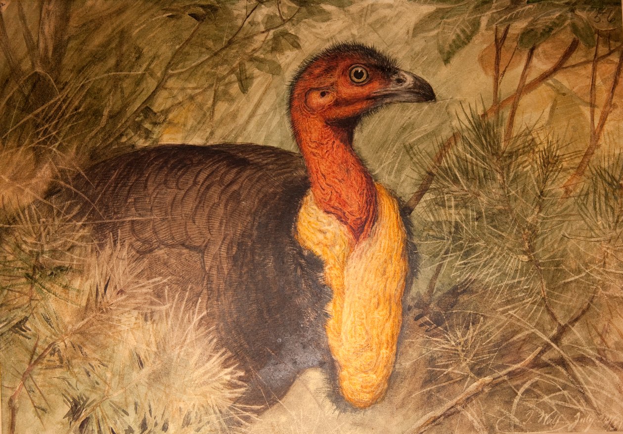 Brush Turkey (Talegalla lathami), 1851-76 körül (wc és ceruza papíron) alkotó: Joseph Wolf