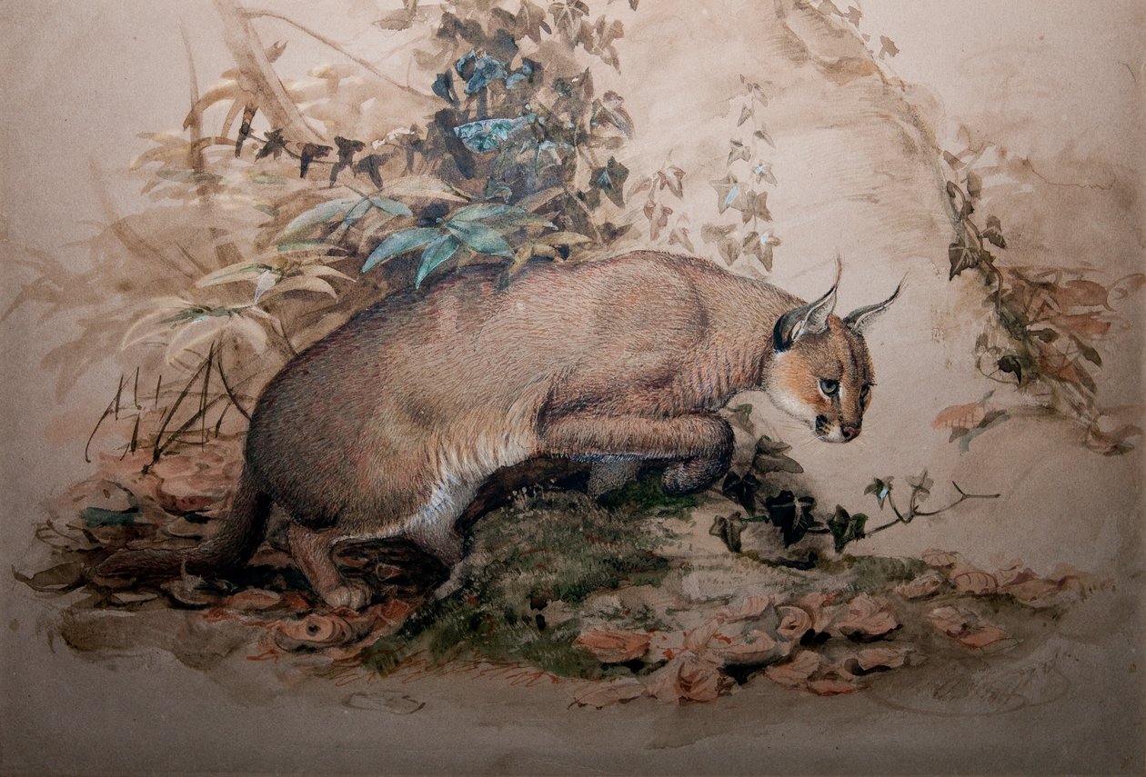 Caracal, 1851-69 alkotó: Joseph Wolf