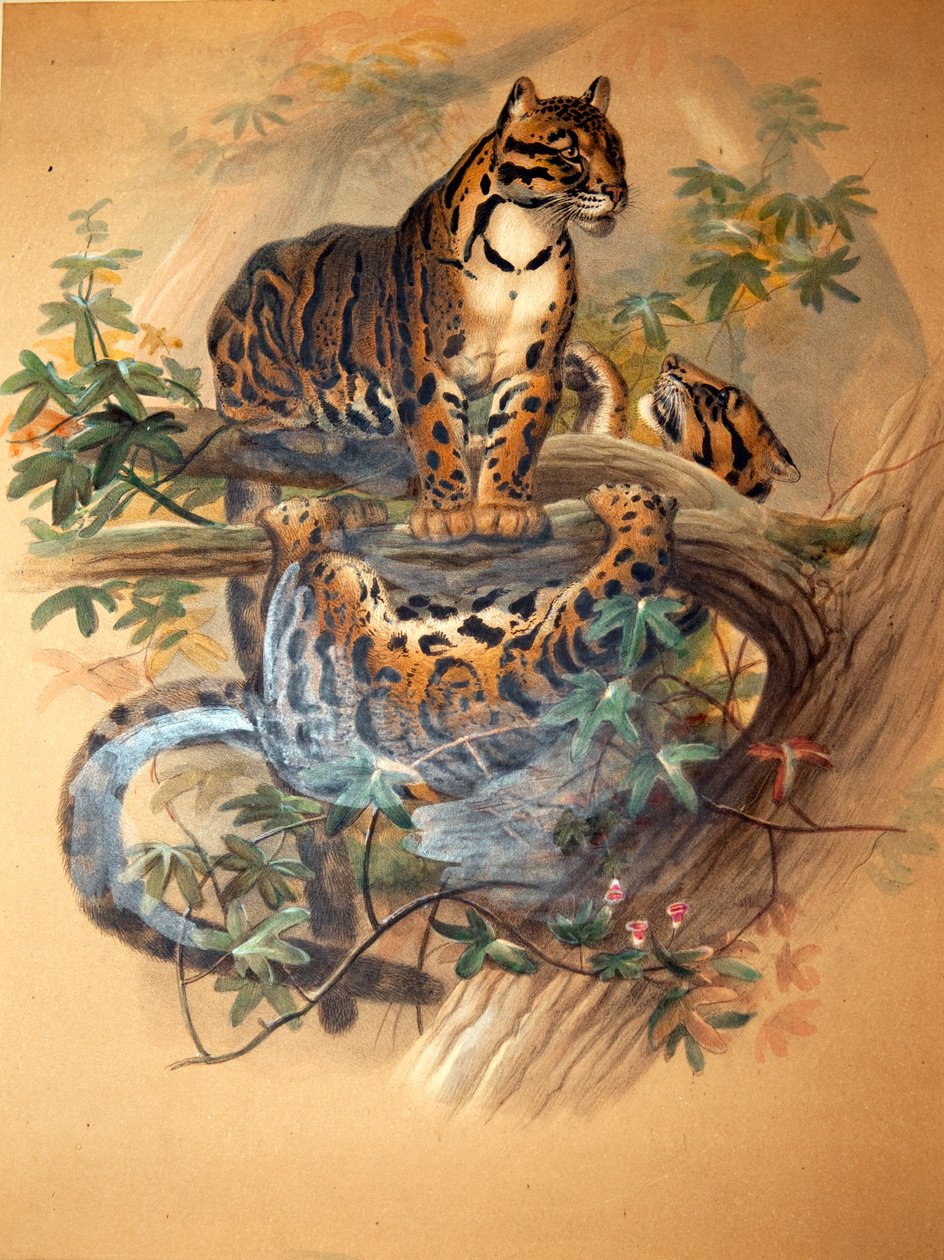 Felhős leopárd, 1861 alkotó: Joseph Wolf