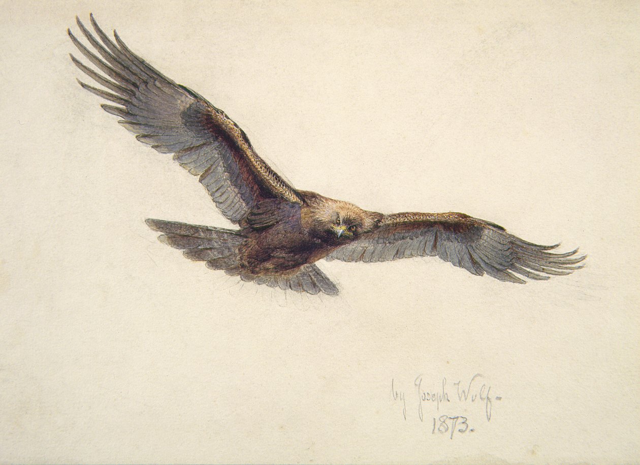 Sas repülésben, 1873 alkotó: Joseph Wolf