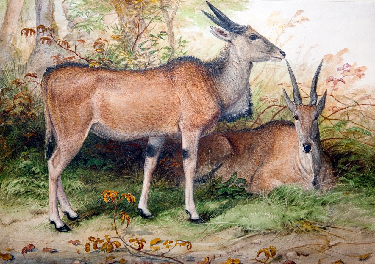 Elands, 1850 körül alkotó: Joseph Wolf