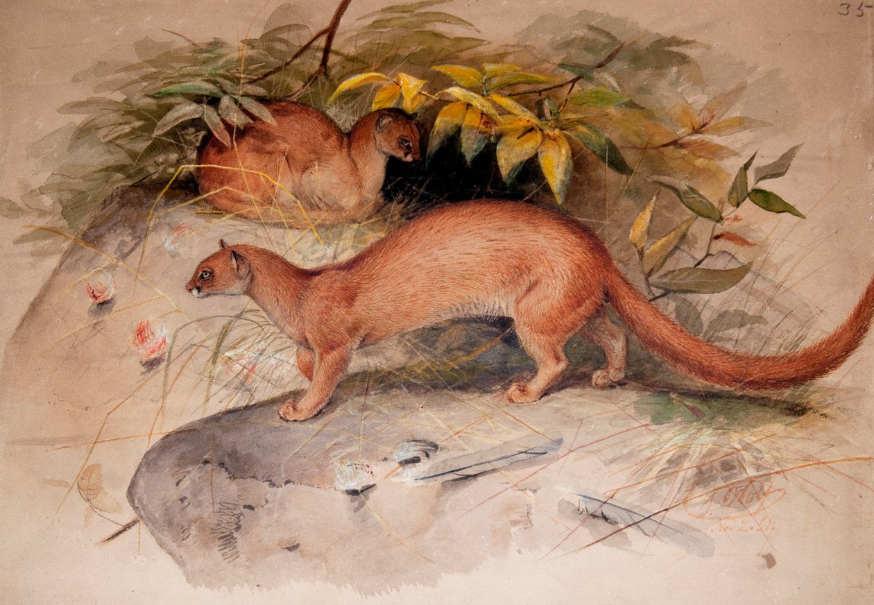 Fül (Felis fül), 1851 alkotó: Joseph Wolf