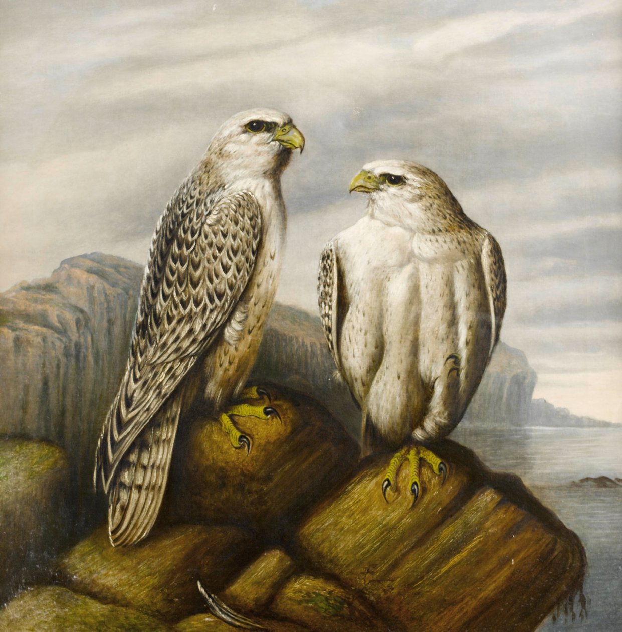 Gyr sólymok egy sziklás párkányon alkotó: Joseph Wolf
