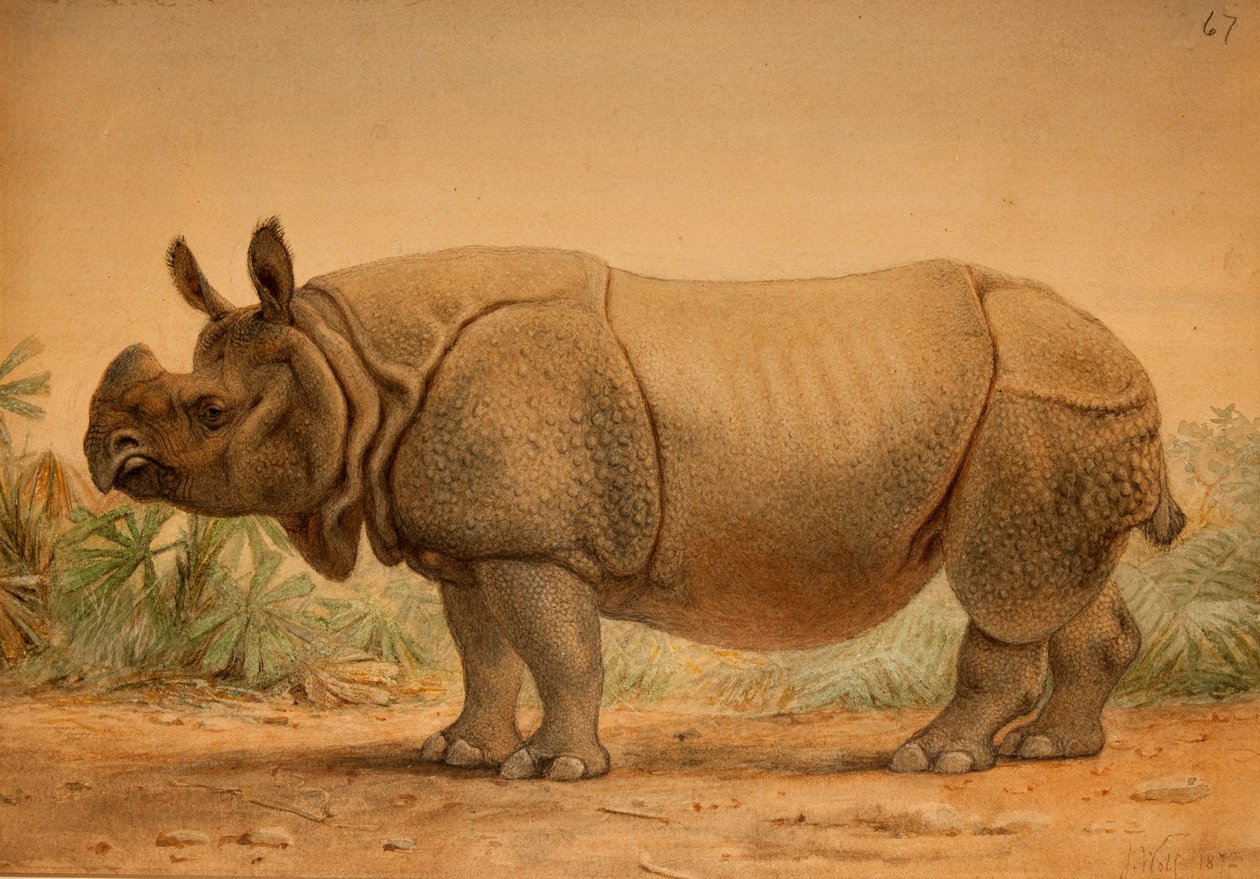Indiai orrszarvú alkotó: Joseph Wolf