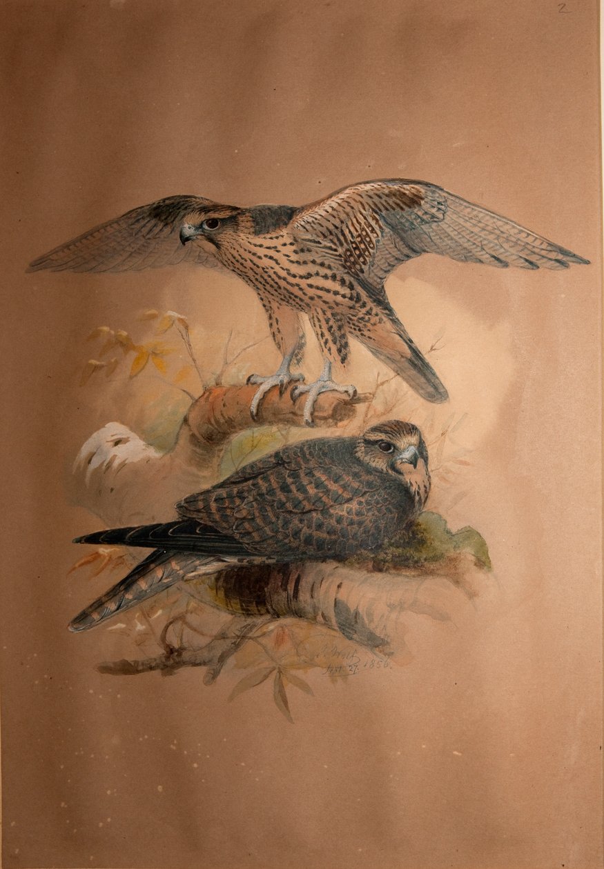 Lanner Falcon (Falco lanarius), 1856 alkotó: Joseph Wolf