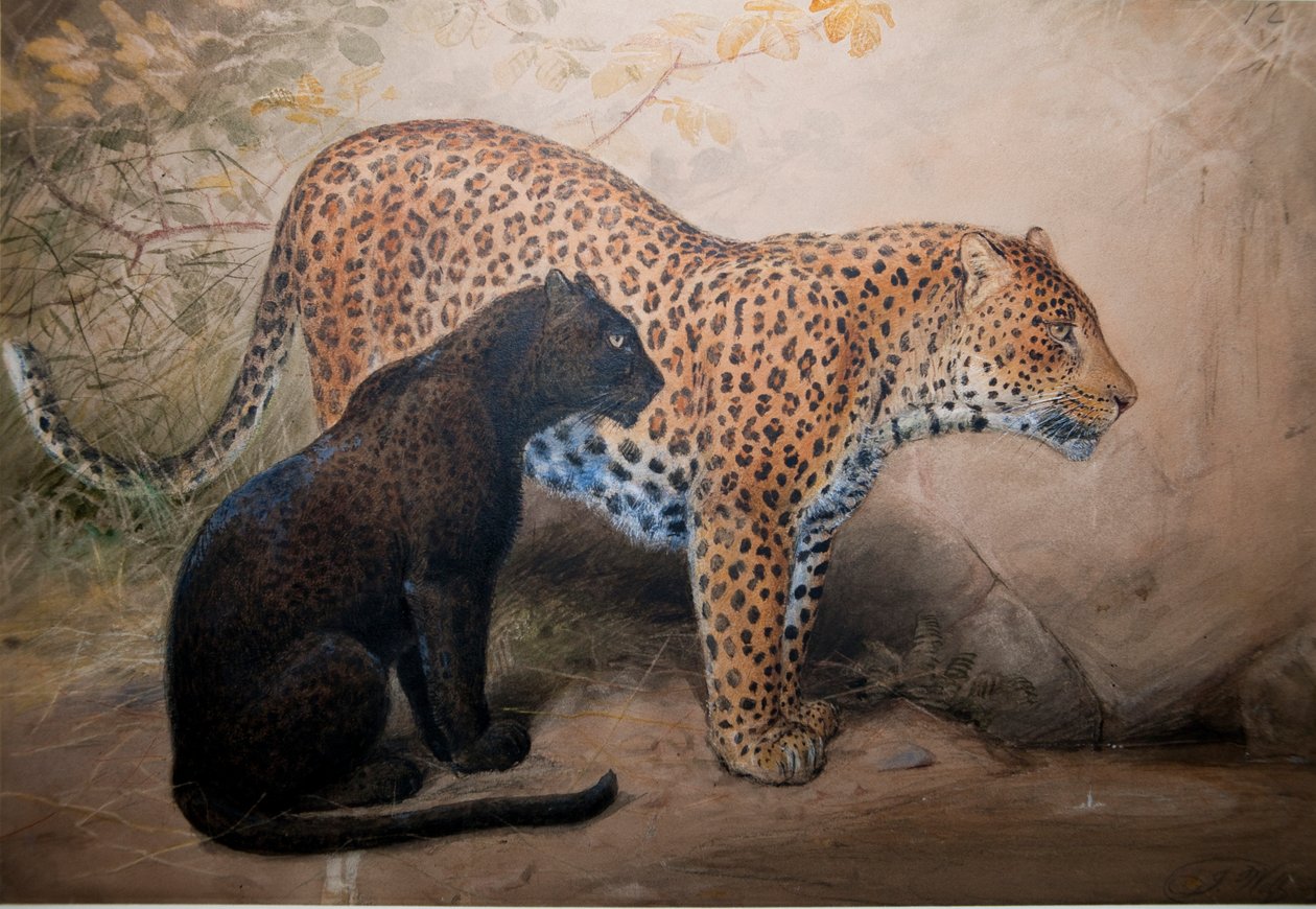 Leopárdok, 1851-69 alkotó: Joseph Wolf