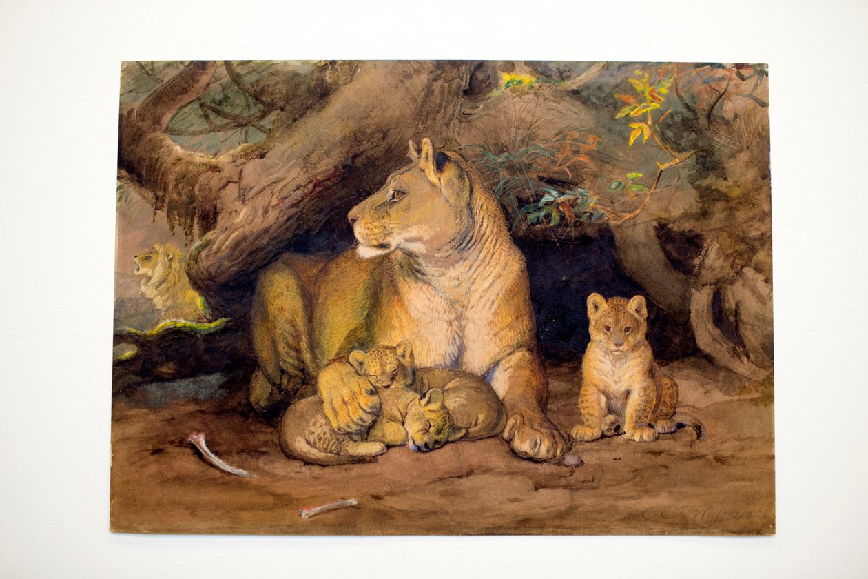 Lioness és Young, 1855 alkotó: Joseph Wolf