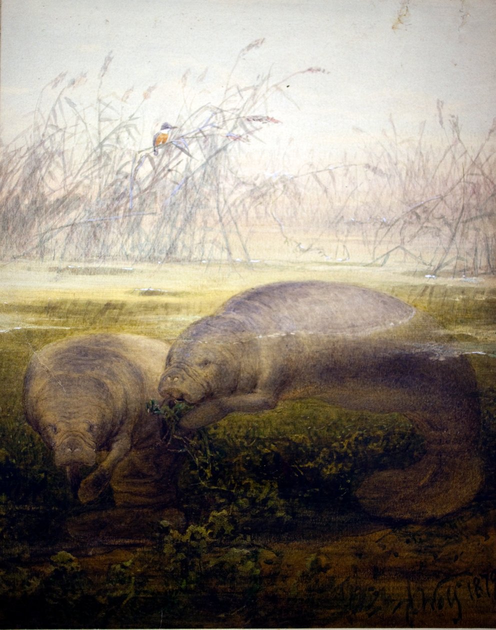 Lamantin, 1879 alkotó: Joseph Wolf