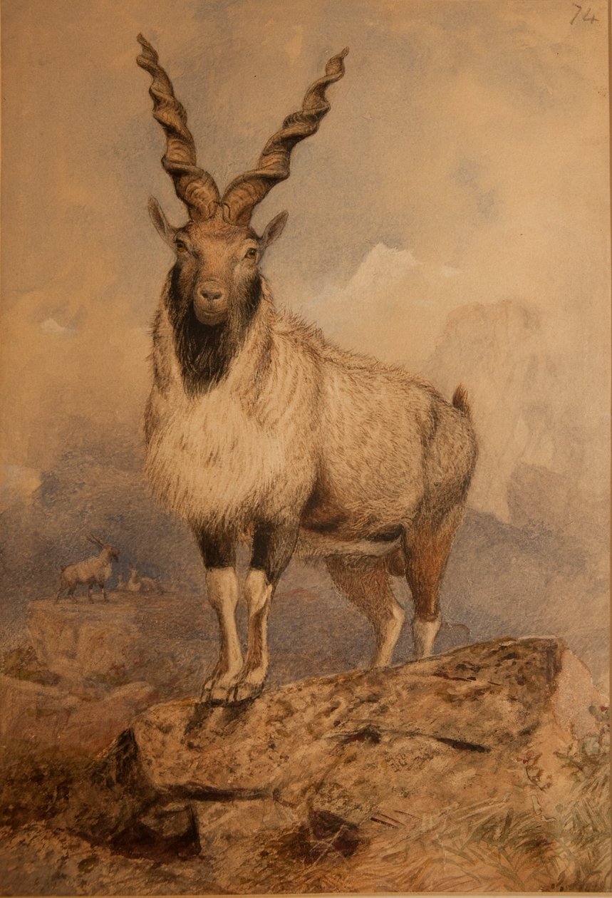 Markhoor alkotó: Joseph Wolf