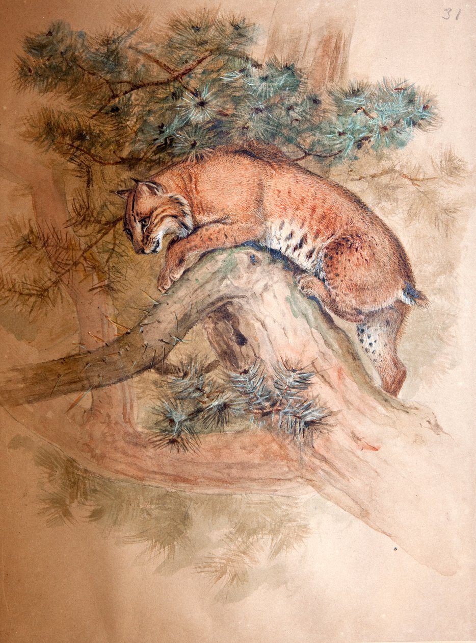 Norvég hiúz, 1851-69 alkotó: Joseph Wolf