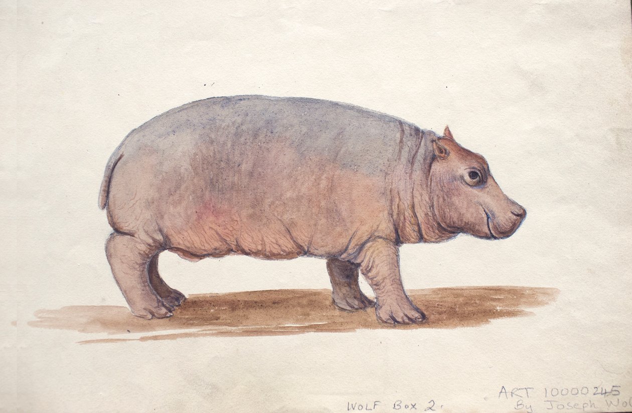 Obaysch, 1850 körül alkotó: Joseph Wolf