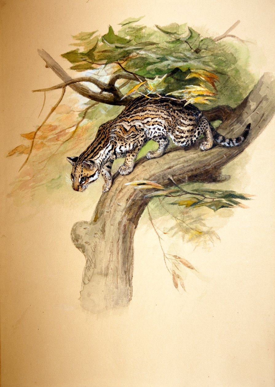 Ocelot, 1851 alkotó: Joseph Wolf