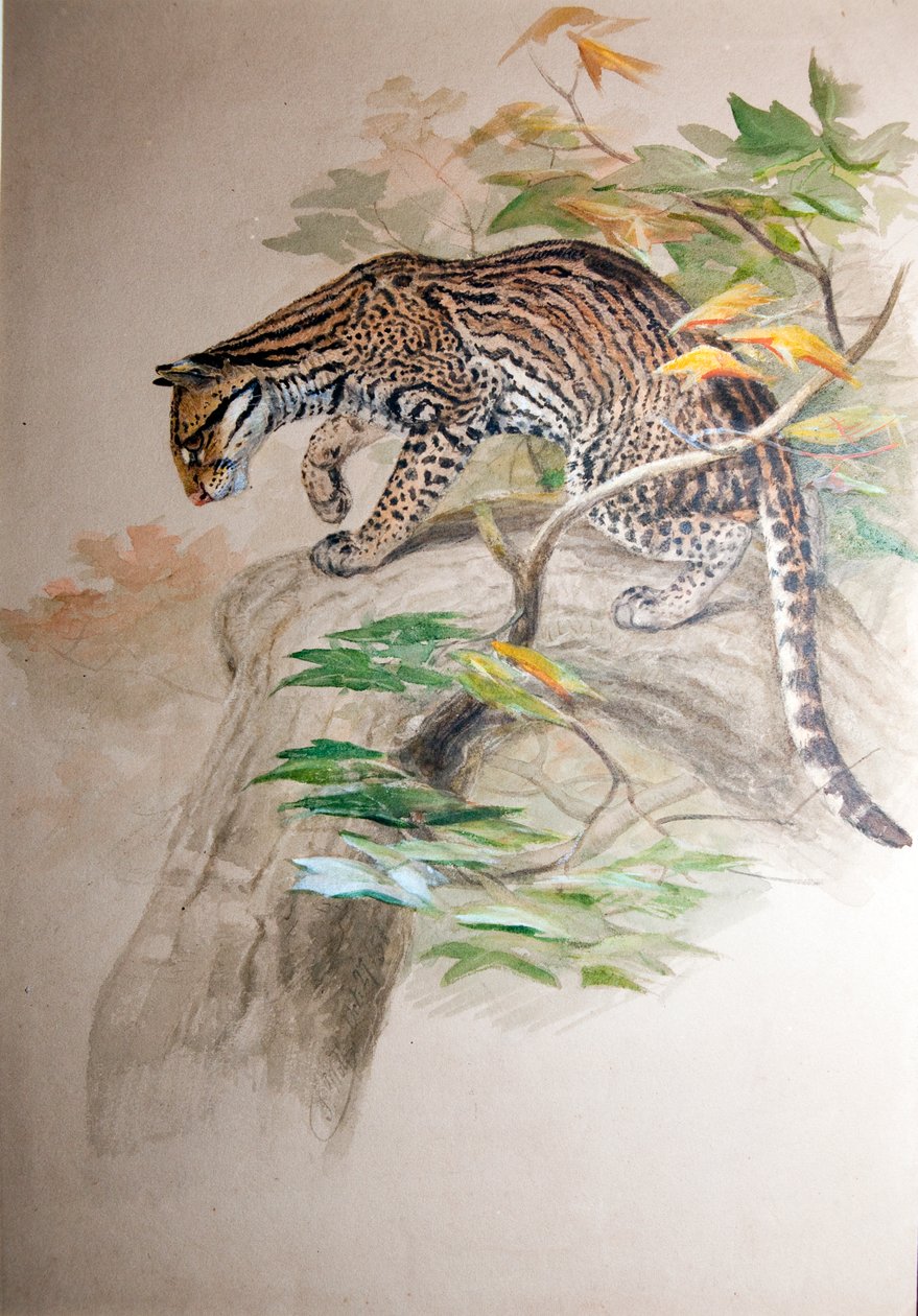 Ocelot, 1851-52 alkotó: Joseph Wolf