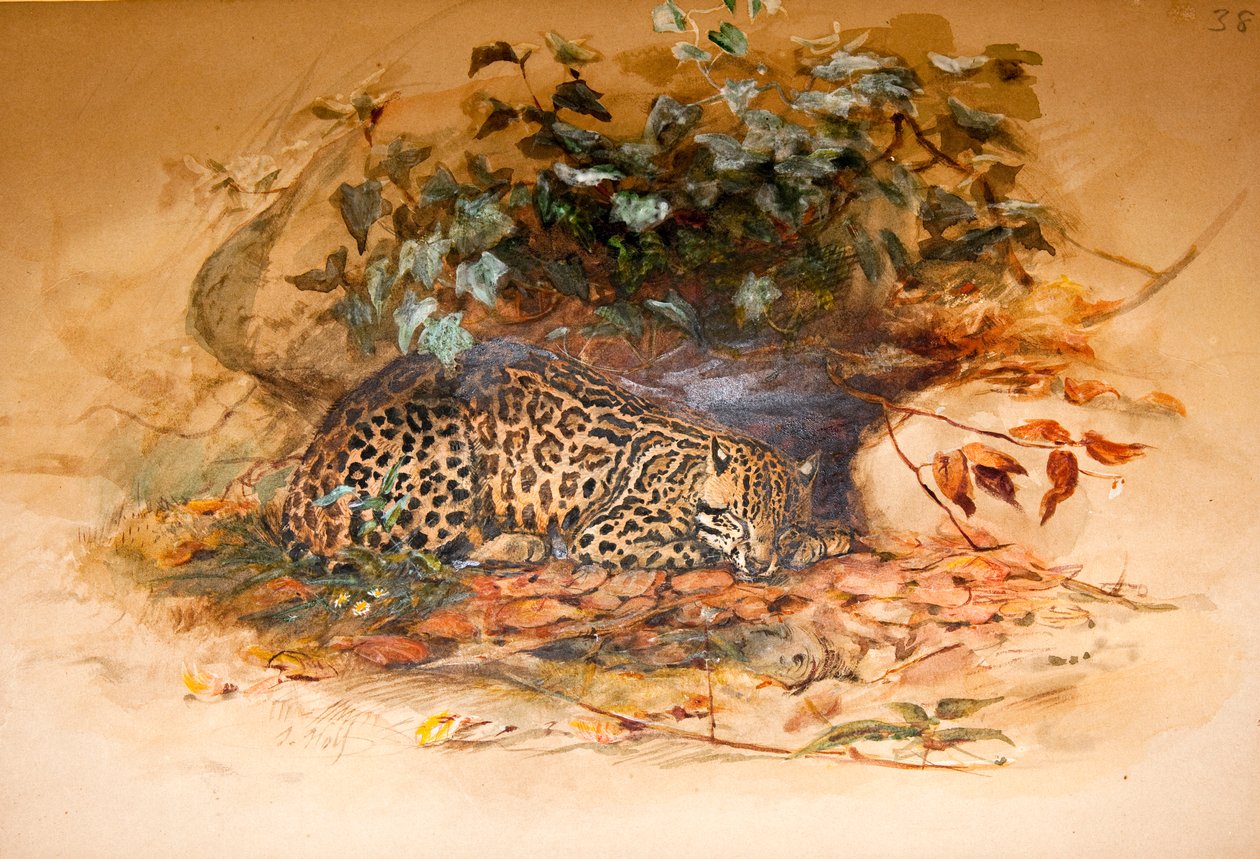 Ocelot, 1851-52 alkotó: Joseph Wolf