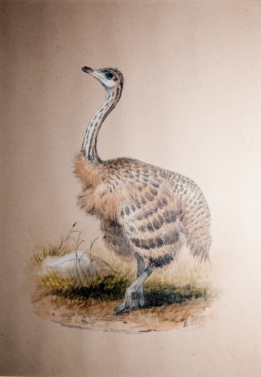 Strucc, 1850 körül alkotó: Joseph Wolf