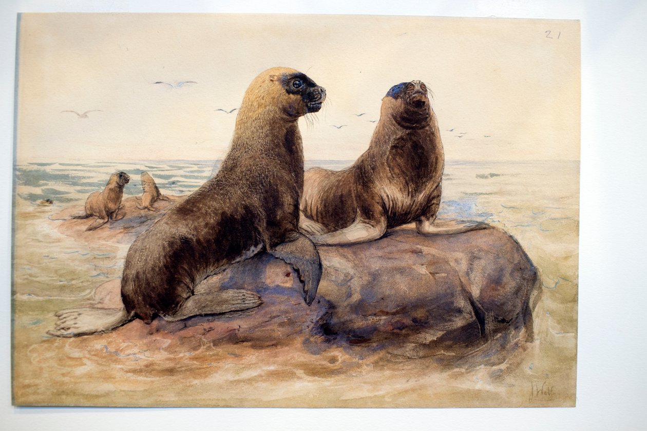 Patagóniai oroszlánfókák, 1865 körül alkotó: Joseph Wolf