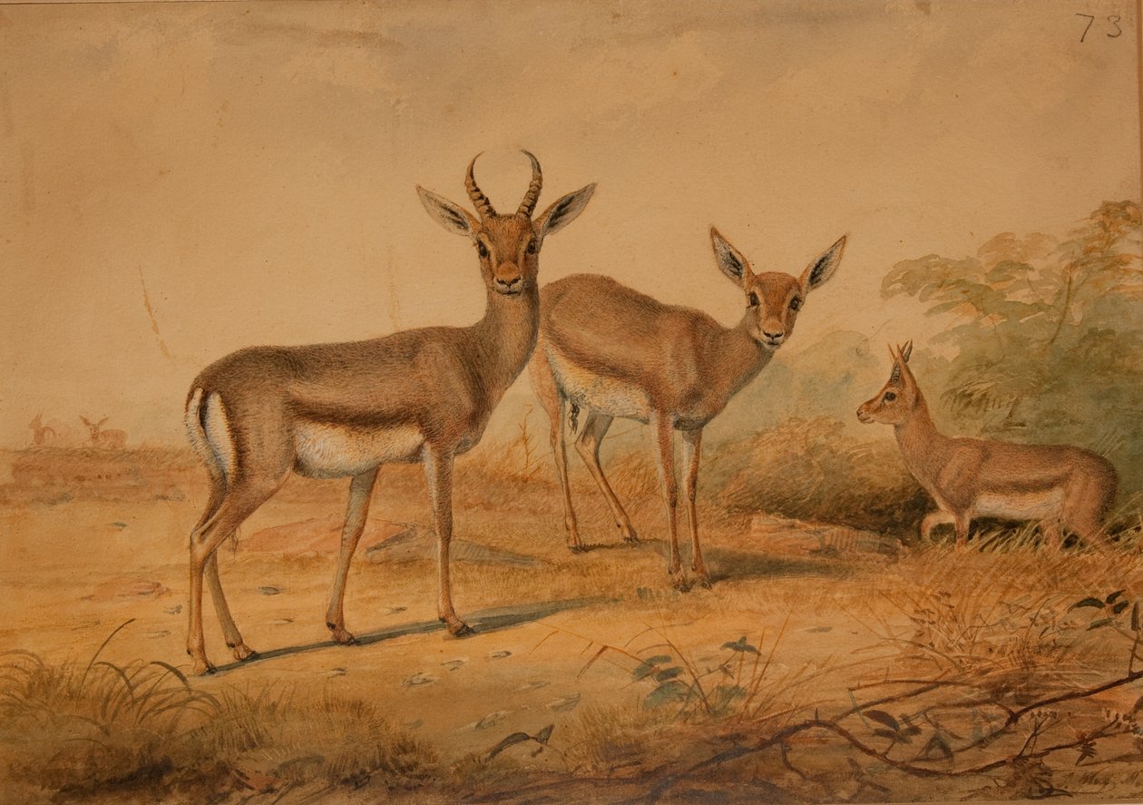 Perzsa Gazella alkotó: Joseph Wolf
