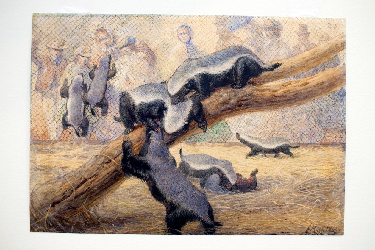 Ratels, 1864 alkotó: Joseph Wolf