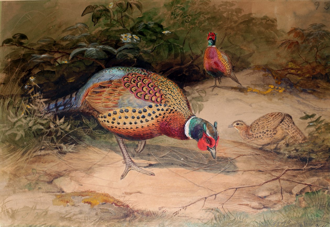 Gyűrűsnyakú fácán (Phasianus torquatus), 1852-54 alkotó: Joseph Wolf