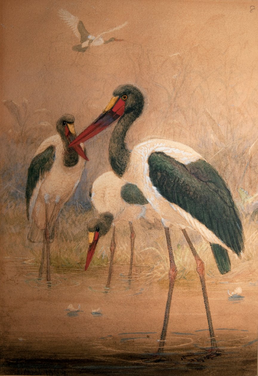 Nyergescsőrű gólya (Xenorhynchus senegalensis), 1856-67 alkotó: Joseph Wolf