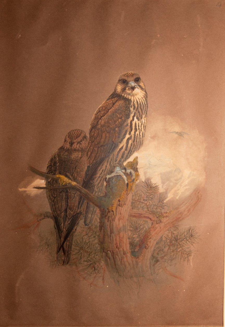 Kerecsensólyom (Falco sacer), 1856-67 alkotó: Joseph Wolf