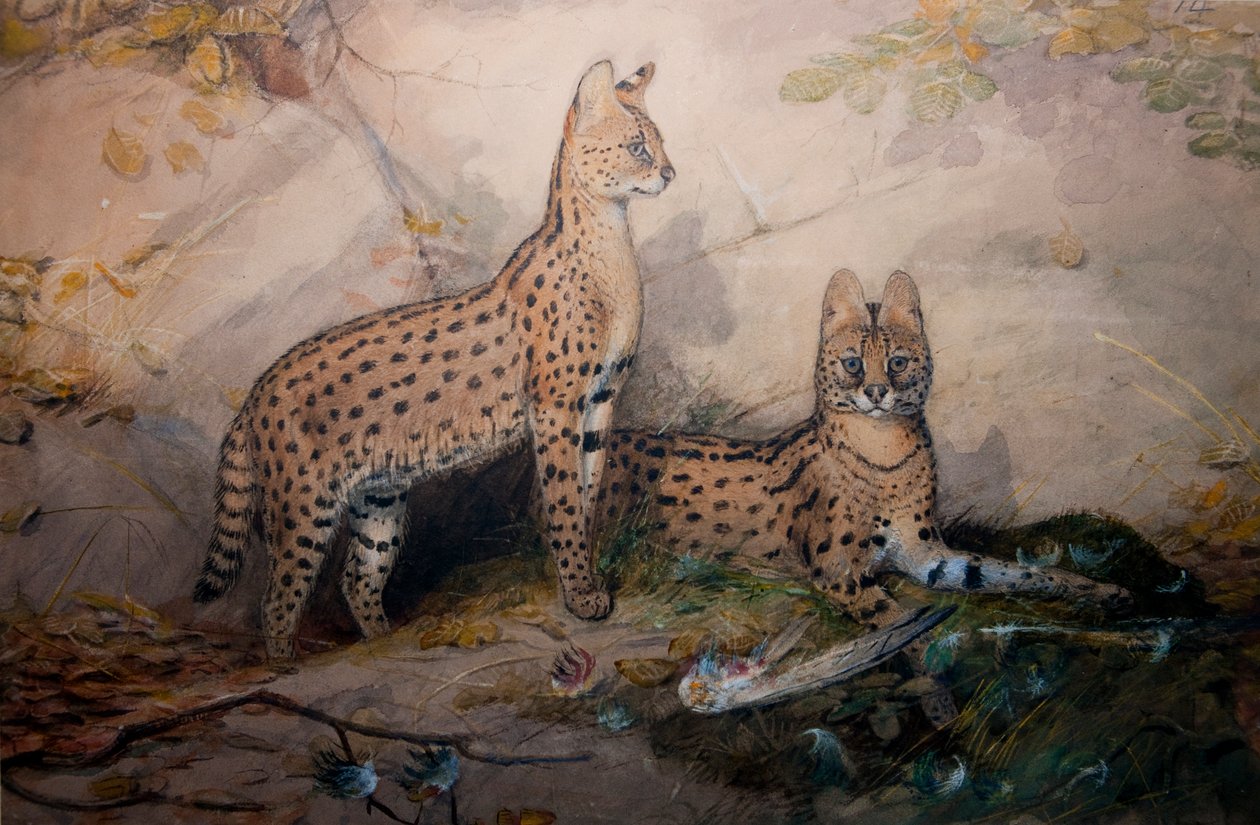 Serval, 1851-1869 alkotó: Joseph Wolf