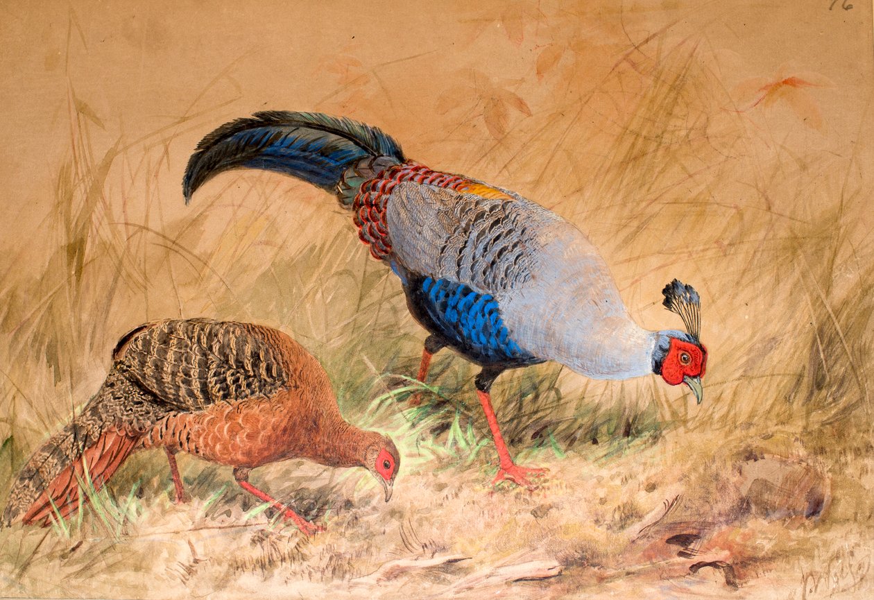 Sziámi fácán (Euplocamus praelatus), 1852-54 alkotó: Joseph Wolf