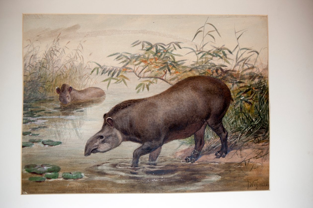 Tapir, 1880 alkotó: Joseph Wolf